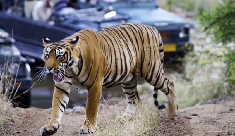 Ranthambore Park